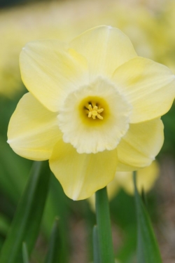 Narcis Tickled Pinkeen